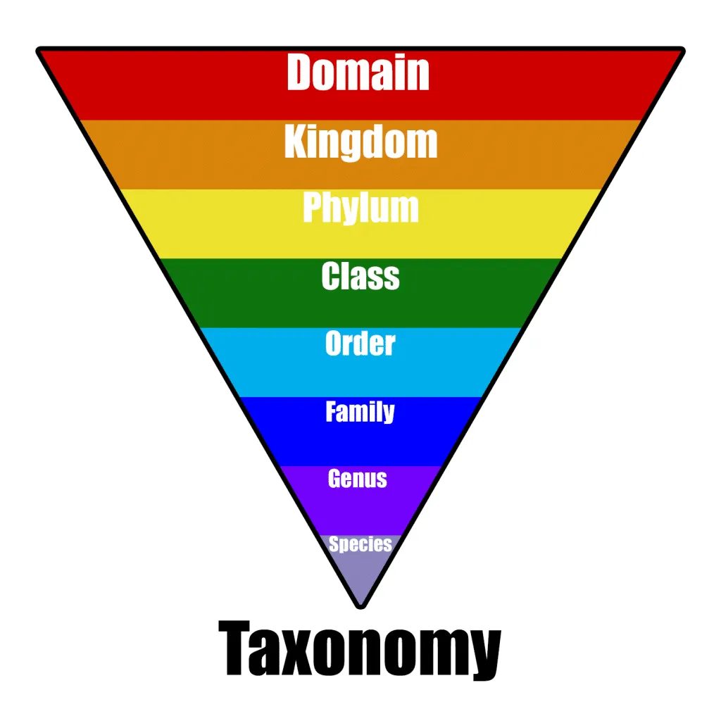 Taxonomy là gì? Khái niệm cơ bản về Taxonomy | Việt Nét