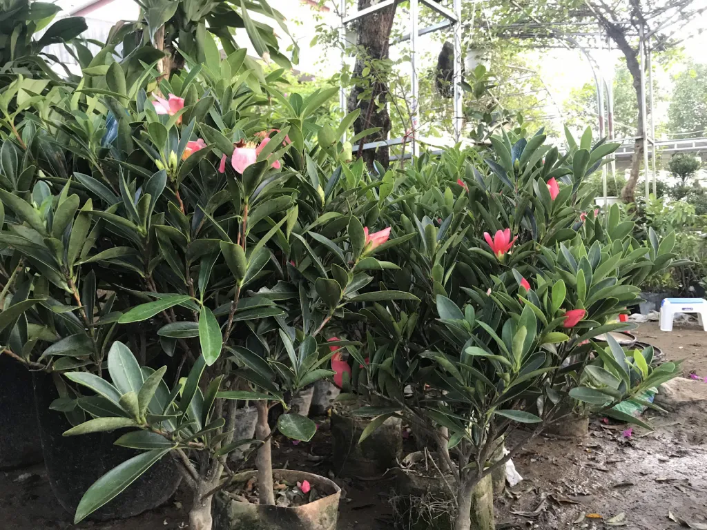 Ý tưởng kinh doanh chậu hoa, cây cảnh